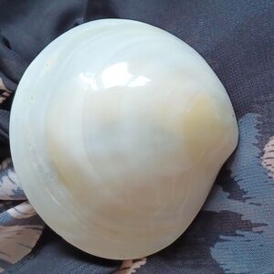 Artisan Made Tiger Clam Shell Belt Buckle/Scarf,Sarong Ring 🐚